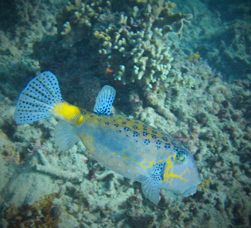 Mahogany Cottage Gili Meno Bagian luar foto